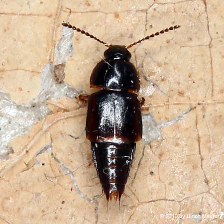 Tachinus laticollis