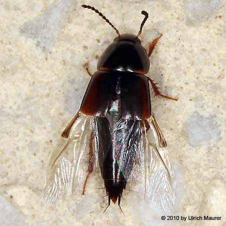 Tachinus signatus