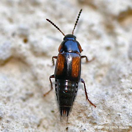 Tachinus subterraneus