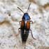 Tachinus subterraneus