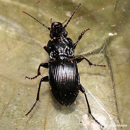 Paralleler Breitläufer