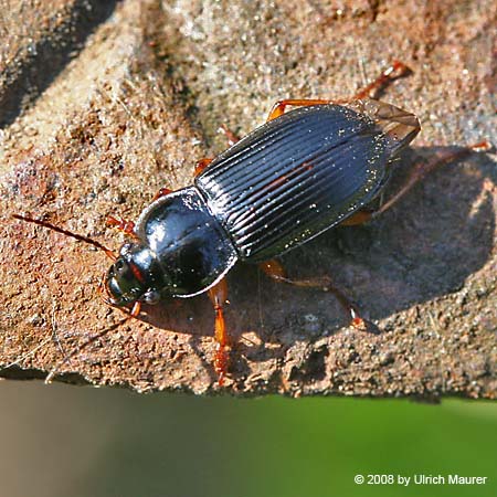 Schwarzer Schmuckläufer