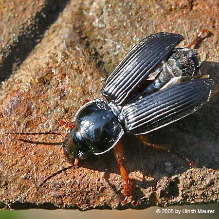 Schwarzer Schmuckläufer