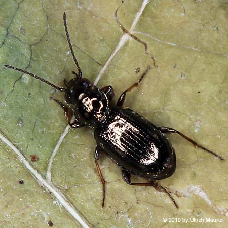 Bembidion lampros