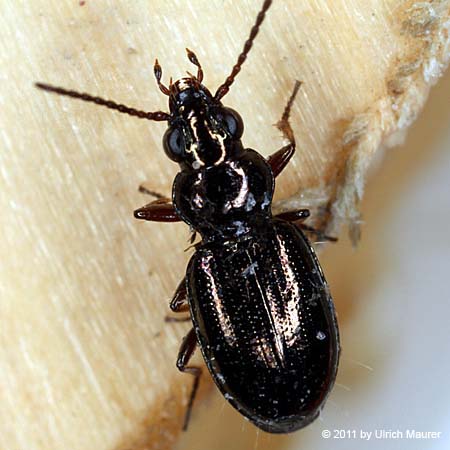 Bembidion lampros