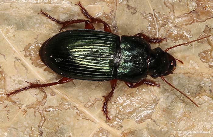 Harpalus tardus