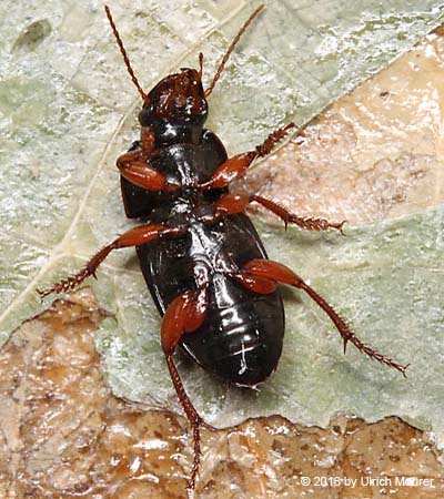 Harpalus tardus