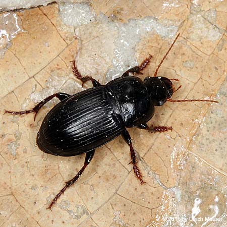 Harpalus tardus