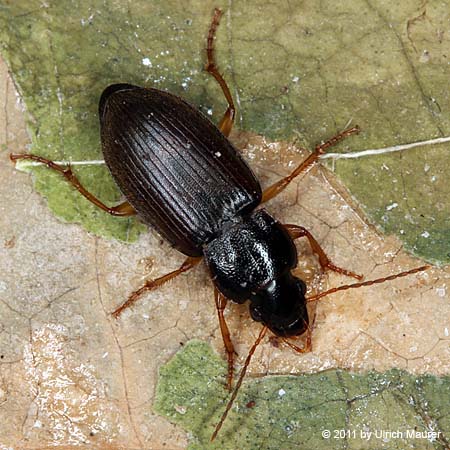 Geflecktfühleriger Haarschnelläufer