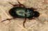 Harpalus rubripes