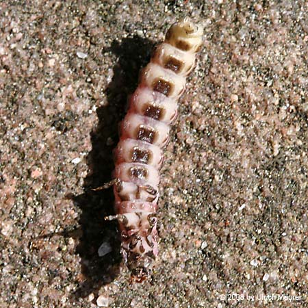 Großer Leuchtkäfer