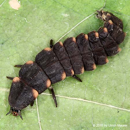 Großer Leuchtkäfer