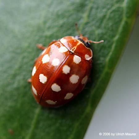 Vierzehntropfiger Marienkäfer