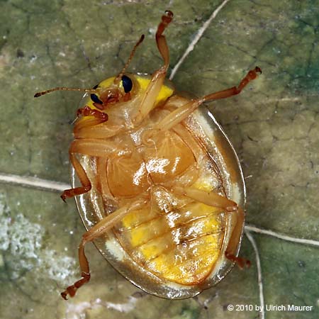 Sechzehnfleckiger Marienkäfer