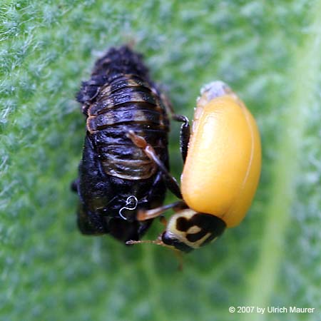 Variabler Flach-Marienkäfer