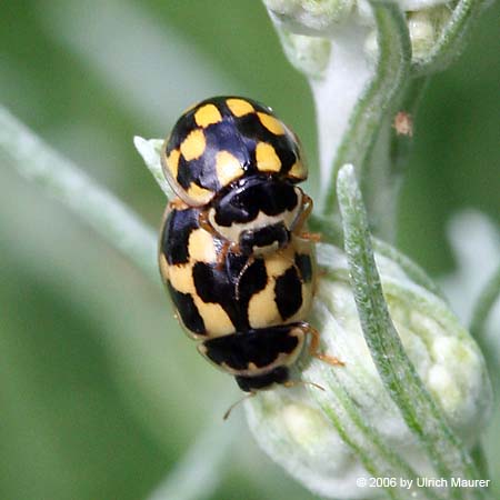 Vierzehnpunktiger Marienkäfer