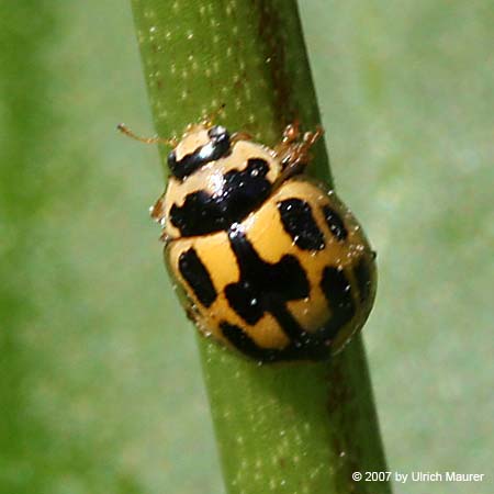 Vierzehnpunktiger Marienkäfer