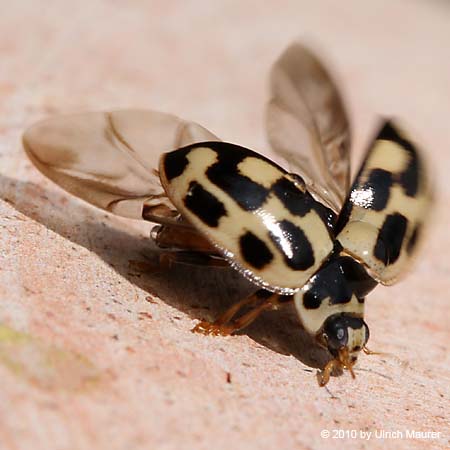 Vierzehnpunktiger Marienkäfer