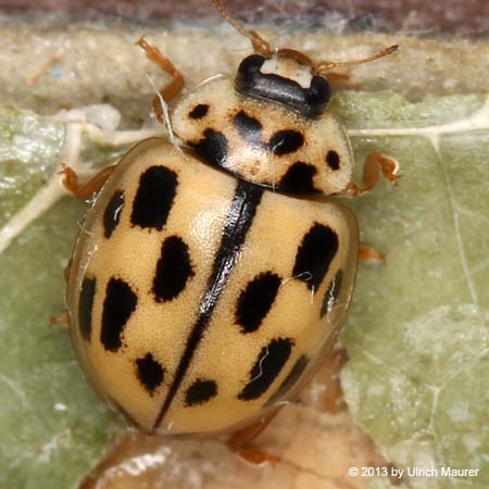 Vierzehnpunktiger Marienkäfer