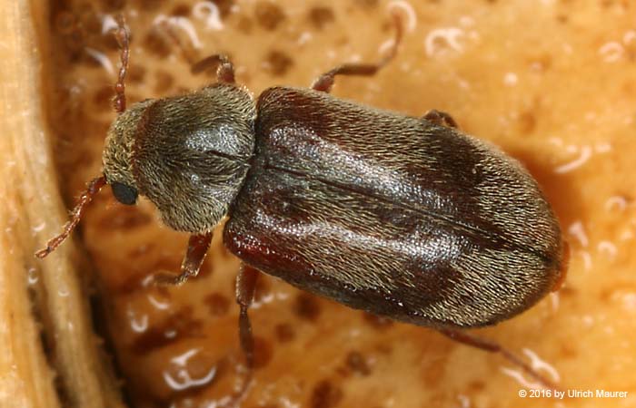 Ochina ptinoides