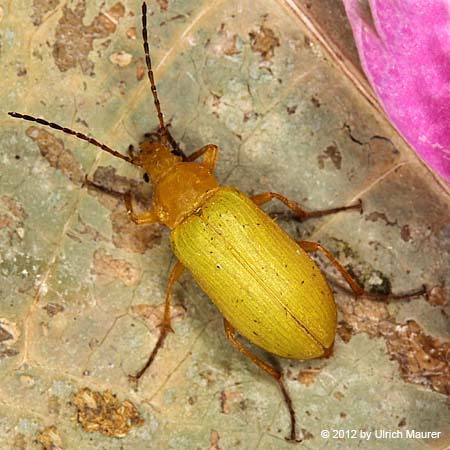 Schwefelkäfer