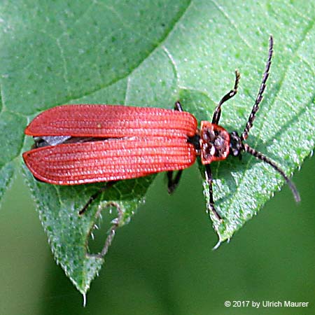 Dictyopterus aurora