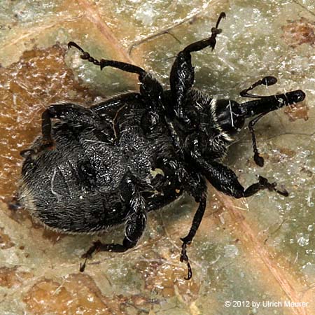 Gymnetron oder Rhinusa asellus