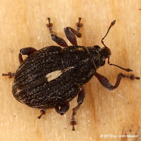 Neophytobius quadrinodosus