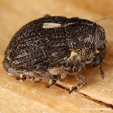 Neophytobius quadrinodosus