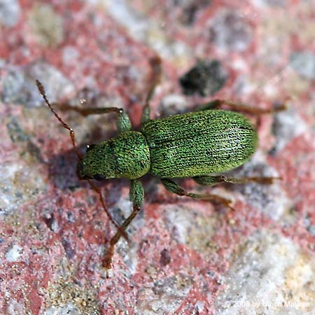 Pachyrhinus lethierryi