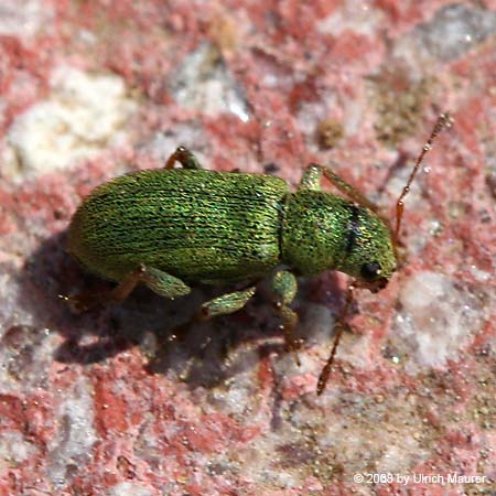 Pachyrhinus lethierryi