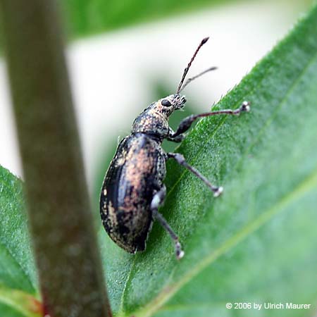 Phyllobius pyri