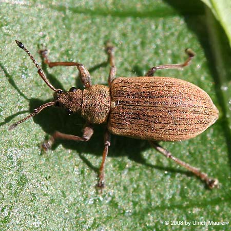 Phyllobius pyri