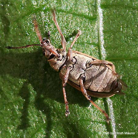 Phyllobius pyri