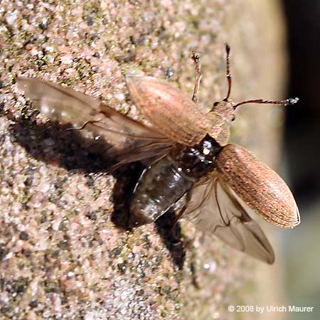 Phyllobius pyri