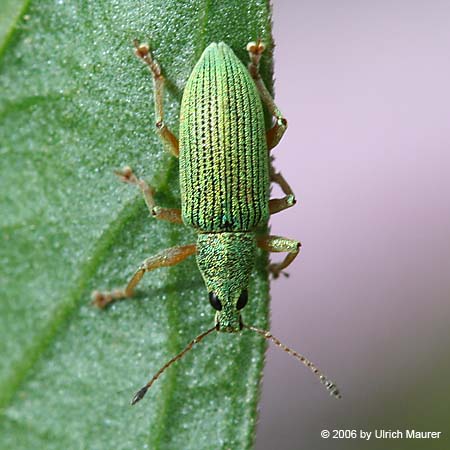 Phyllobius virideaeris