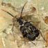 Bruchidius varius