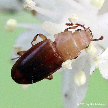 Antherophagus nigricornis