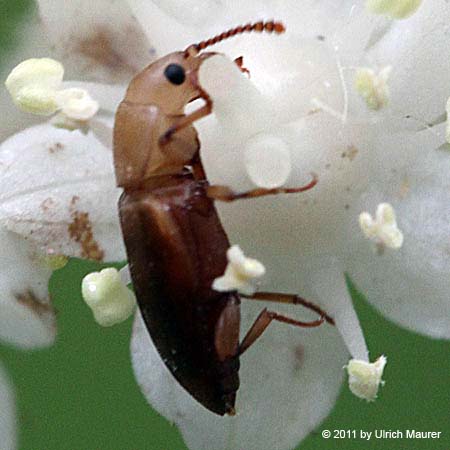 Antherophagus nigricornis