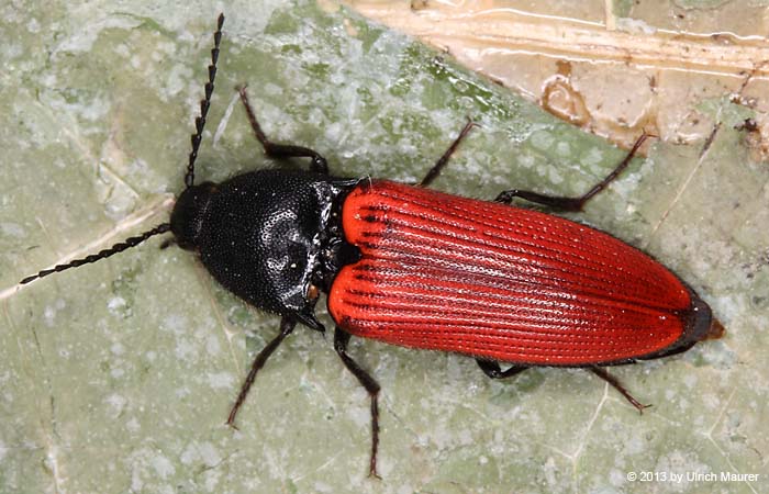 Blutroter Schnellkäfer