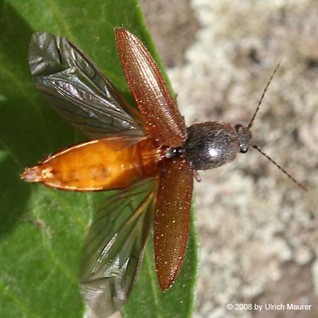 Rotbauchiger Laubschnellkäfer