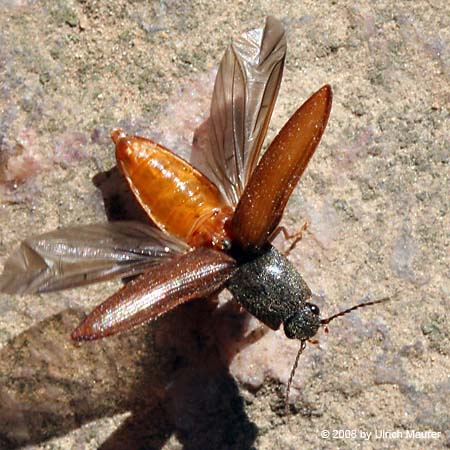 Rotbauchiger Laubschnellkäfer