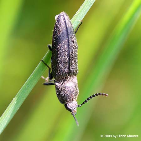 Cidnopus pilosus