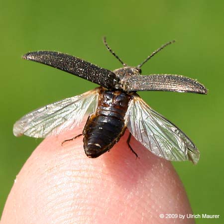 Cidnopus pilosus