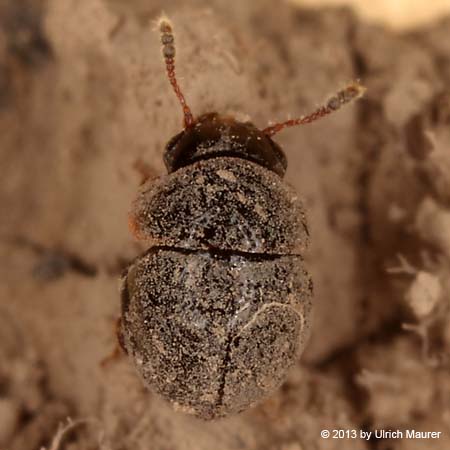 Agathidium rotundatum