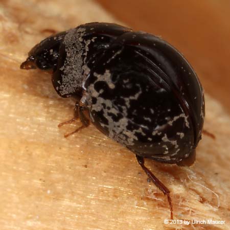 Agathidium rotundatum