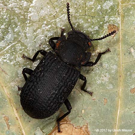 Bolitophagus reticulatus