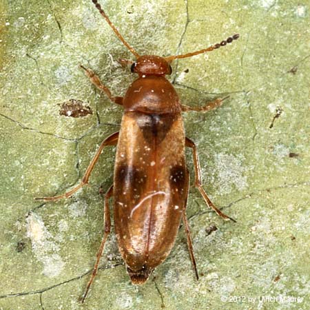 Gefleckter Scheinstachelkäfer