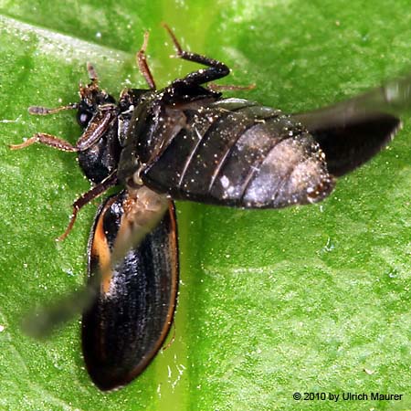 Gefleckter Pelzkäfer