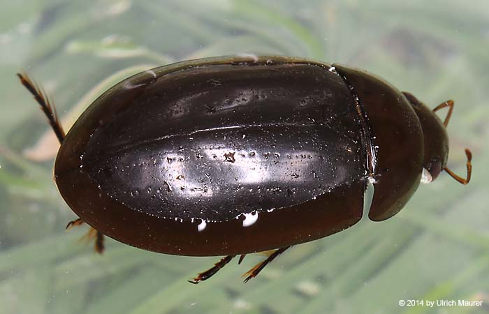 Kleiner Kolbenwasserkäfer